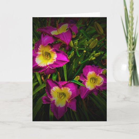 Lily, Karte (Vorderseite)