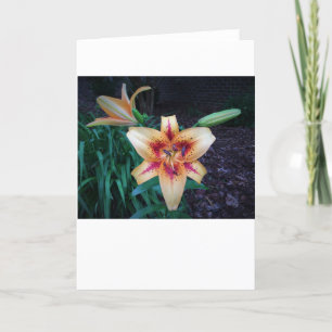 Lily, Karte