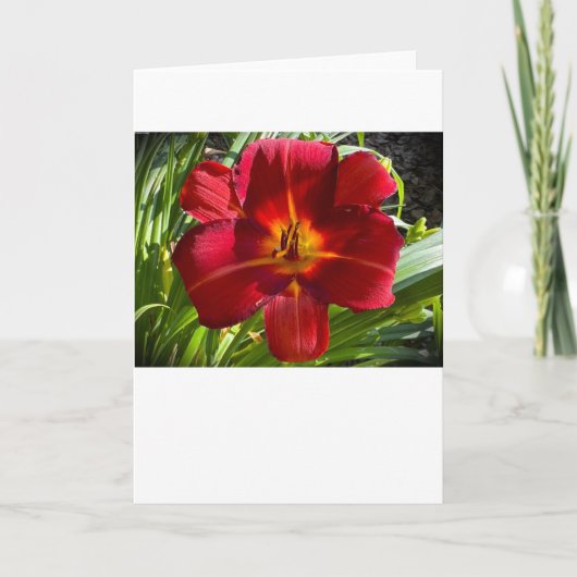 Lily, Karte (Vorderseite)