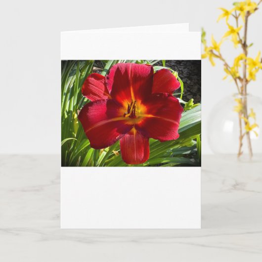 Lily, Karte (Gelbe Blume)