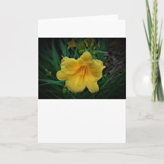 Lily, Karte (Vorderseite)