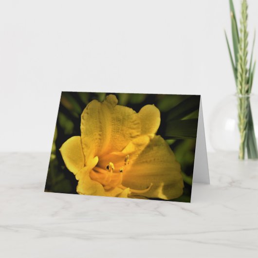 Lily, Karte (Vorderseite)