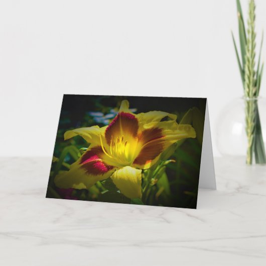 Lily, Karte (Vorderseite)