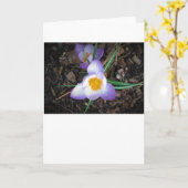 Lily, Karte (Gelbe Blume)