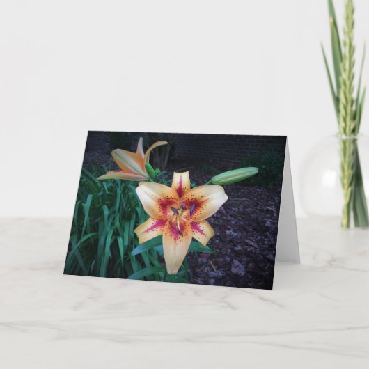 Lily, Karte (Vorderseite)