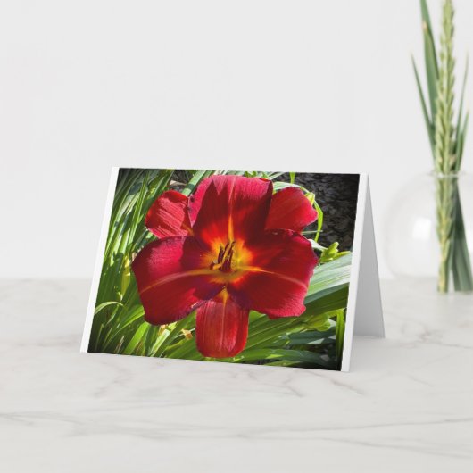 Lily, Karte (Vorderseite)