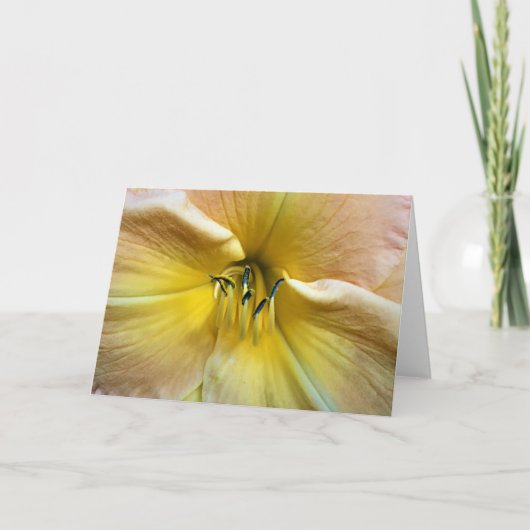 Lily, Karte (Vorderseite)