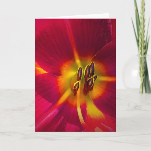 Lily, Karte (Vorderseite)