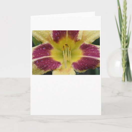 Lily, Karte (Vorderseite)