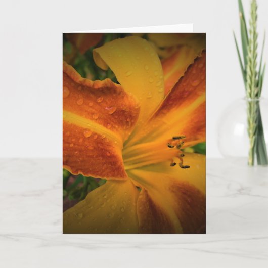 Lily, Karte (Vorderseite)