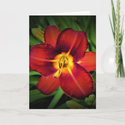 Lily, Karte (Vorderseite)