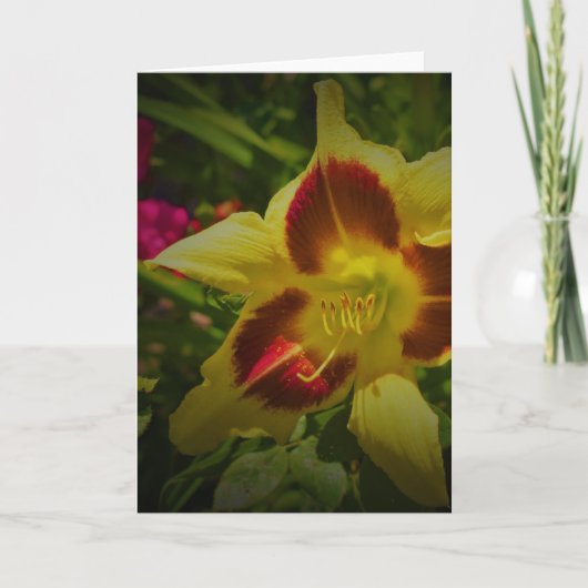 Lily, Karte (Vorderseite)