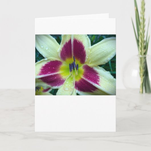 Lily, Karte (Vorderseite)