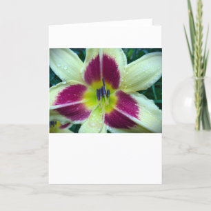 Lily, Karte