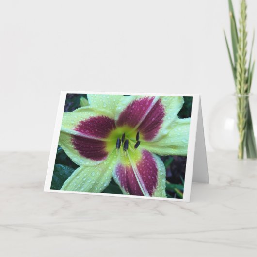 Lily, Karte (Vorderseite)