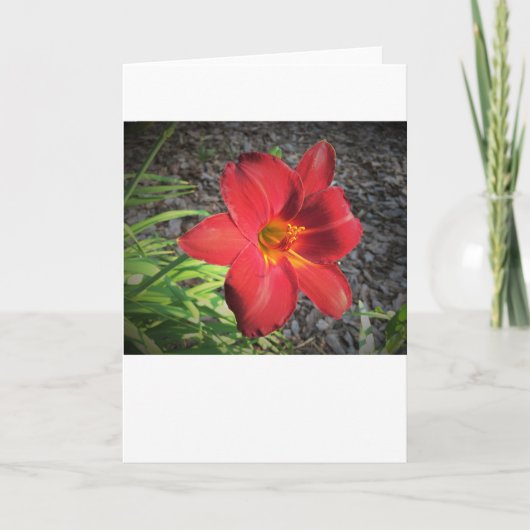 Lily, Karte (Vorderseite)