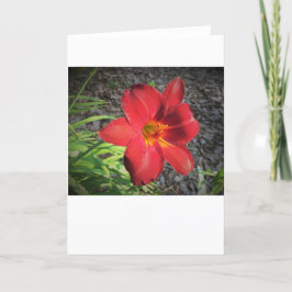 Lily, Karte