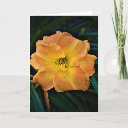 Lily, Karte (Vorderseite)