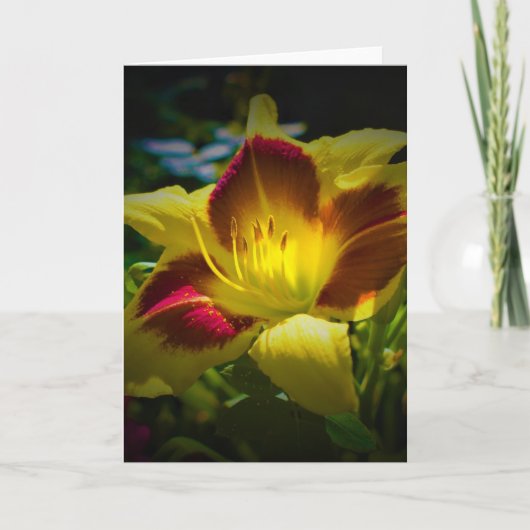 Lily, Karte (Vorderseite)