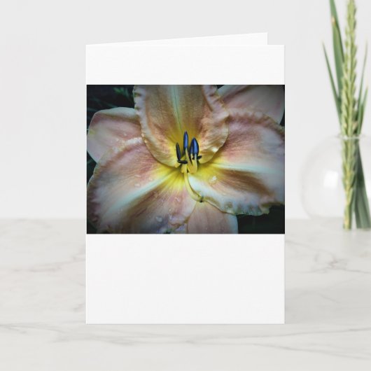 Lily, Karte (Vorderseite)