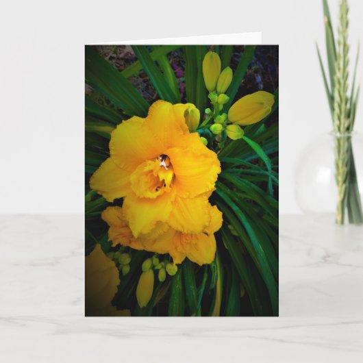 Lily, Karte (Vorderseite)