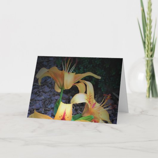 Lily, Karte (Vorderseite)