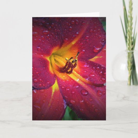 Lily, Karte (Vorderseite)