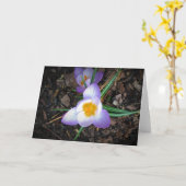 Lily, Karte (Gelbe Blume)