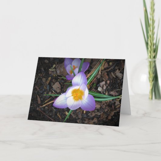 Lily, Karte (Vorderseite)