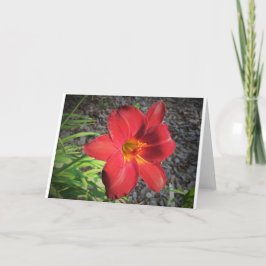 Lily, Karte