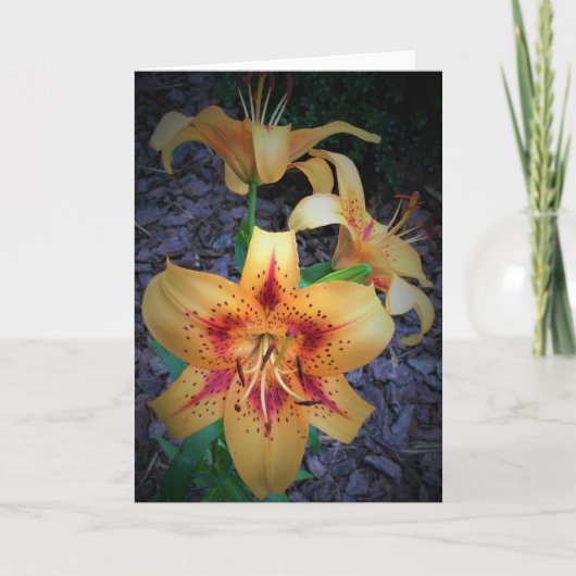 Lily, Karte (Vorderseite)