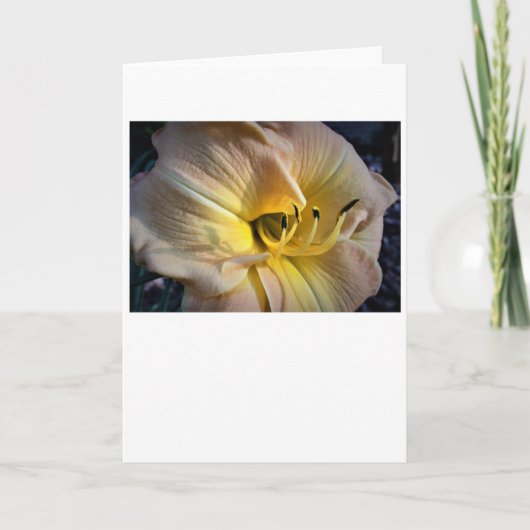 Lily, Karte (Vorderseite)