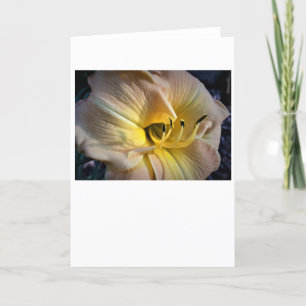 Lily, Karte