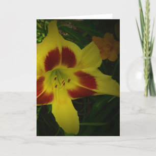 Lily, Karte