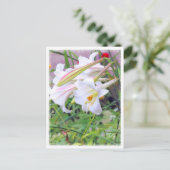 Lily [Karte] ポ ス ト ド Postkarte (Stehend Vorderseite)