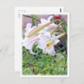 Lily [Karte] ポ ス ト ド Postkarte (Vorne/Hinten)