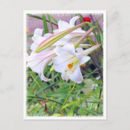 Lily [Karte] ポ ス ト ド Postkarte