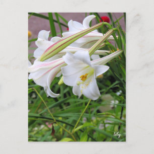 Lily [Karte] ポ ス ト ド Postkarte