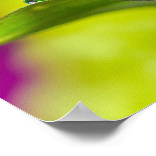 Lily Leaf Poster (Ecke)