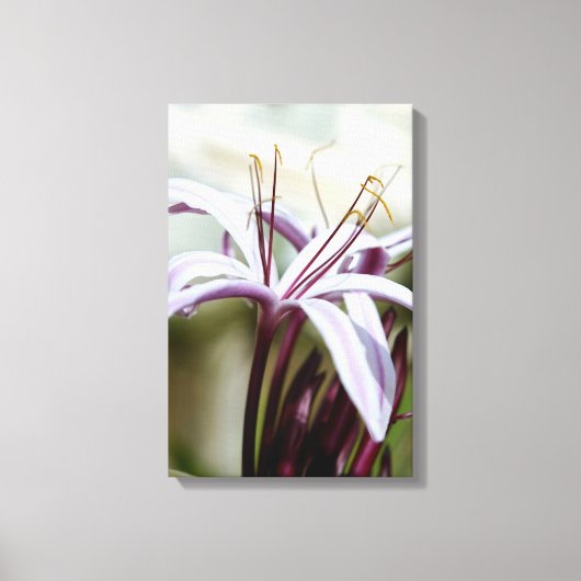 Lily Leinwanddruck (Vorderseite)