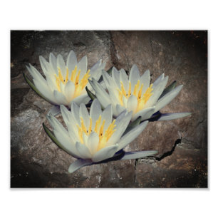 Lily Lotus Blume auf Steinen 8x10 Fotodruck
