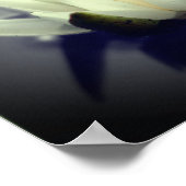 Lily Lotus Blume Poster (Ecke)