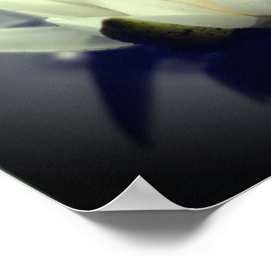 Lily Lotus Blume Poster (Ecke)