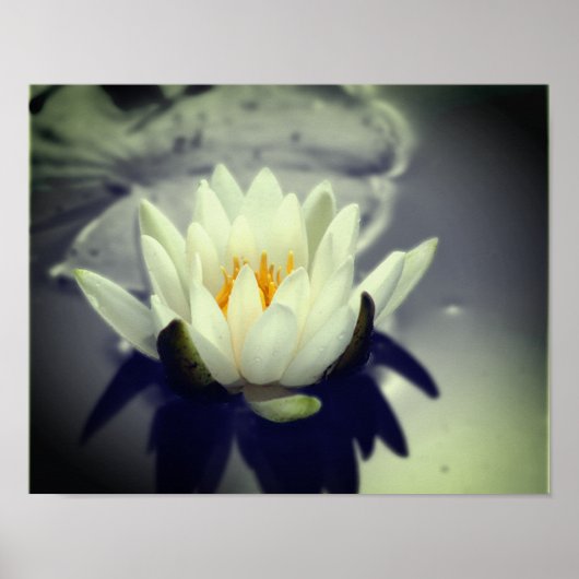 Lily Lotus Blume Poster (Vorne)