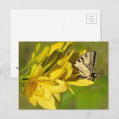 Lily Lover - Butterfly Postkarte (Vorne/Hinten)