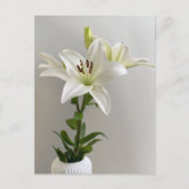 Lily Lullaby | Weiße einfache Blumenbemalung Postkarte (Vorderseite)