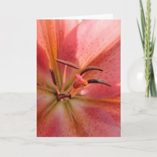 Lily Macro Karte (Vorderseite)