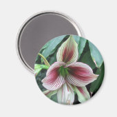 Lily Magnet (Vorderseite/Rückseite)