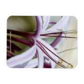 Lily Magnet (Horizontal)