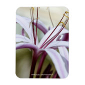 Lily Magnet (Vertikal)